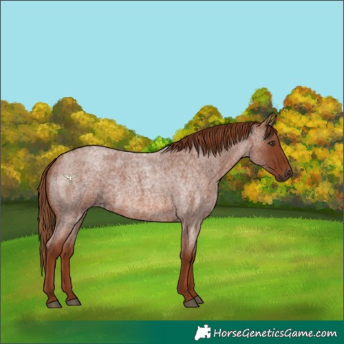 Horse Color:Red Roan 
