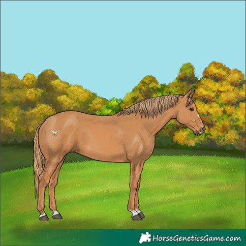 Horse Color:Chestnut 