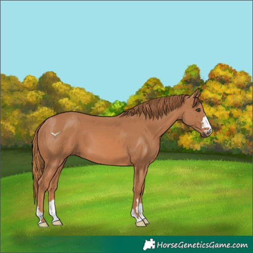 Horse Color:Chestnut 
