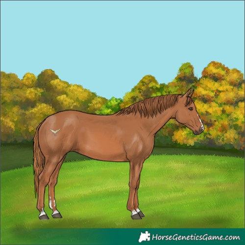 Horse Color:Chestnut 