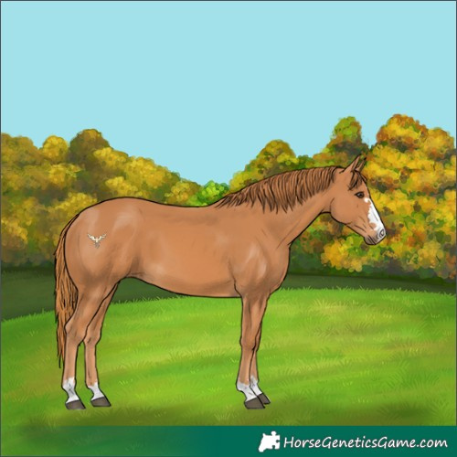 Horse Color:Chestnut 
