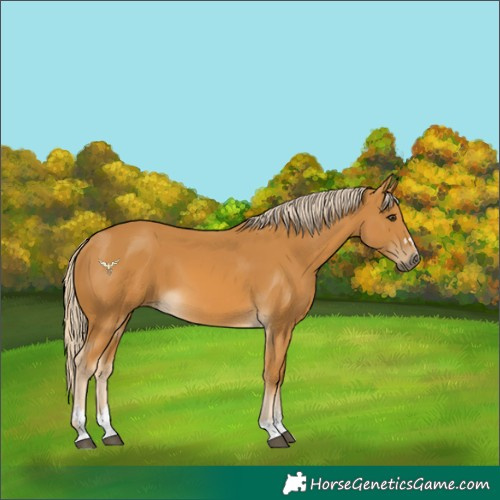 Horse Color:Palomino