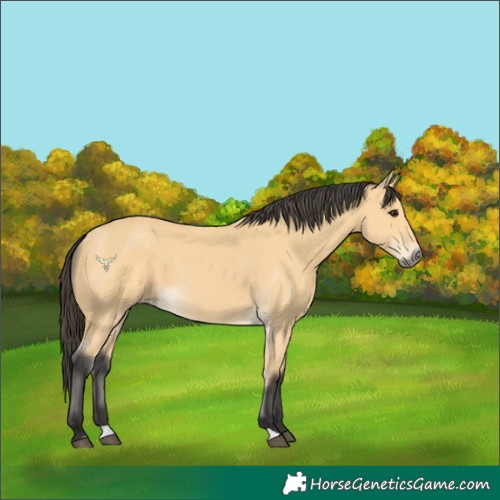 Horse Color:Buckskin