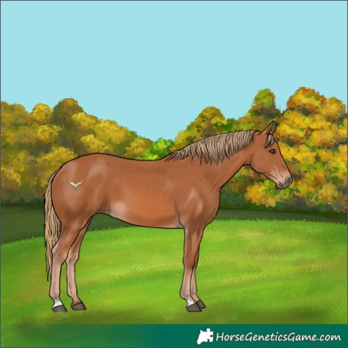 Horse Color:Chestnut 