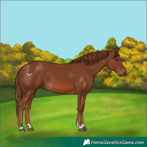 Horse Color:Chestnut 