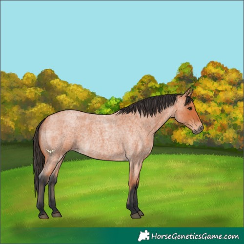 Horse Color:Bay Roan 