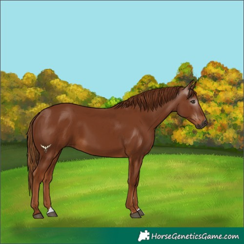Horse Color:Gray Chestnut 