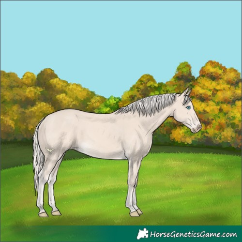 Horse Color:Cremello 
