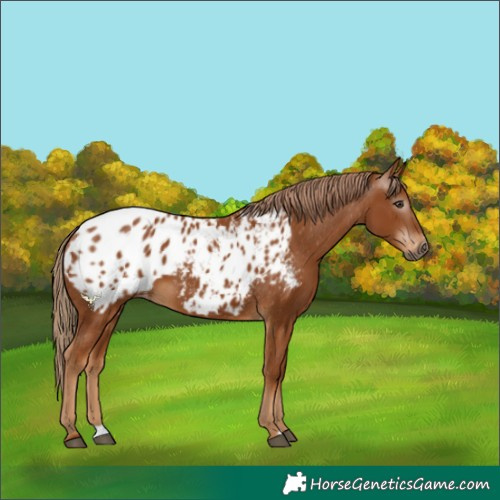 Horse Color:Gray Chestnut Blanket