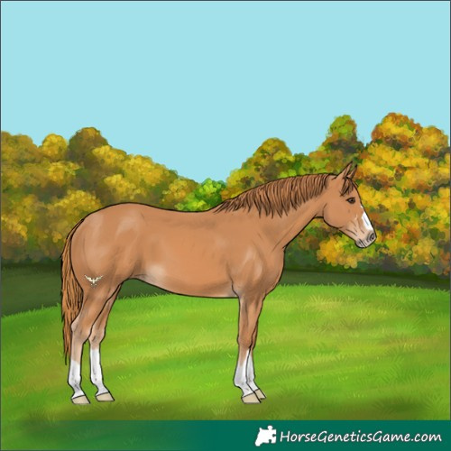 Horse Color:Chestnut 