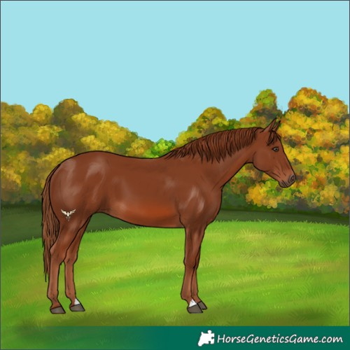 Horse Color:Chestnut 