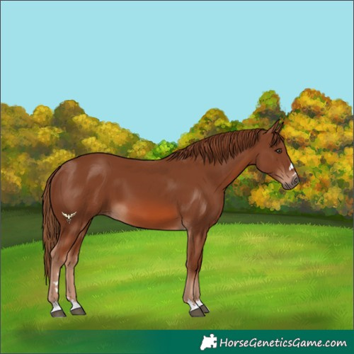 Horse Color:Chestnut 
