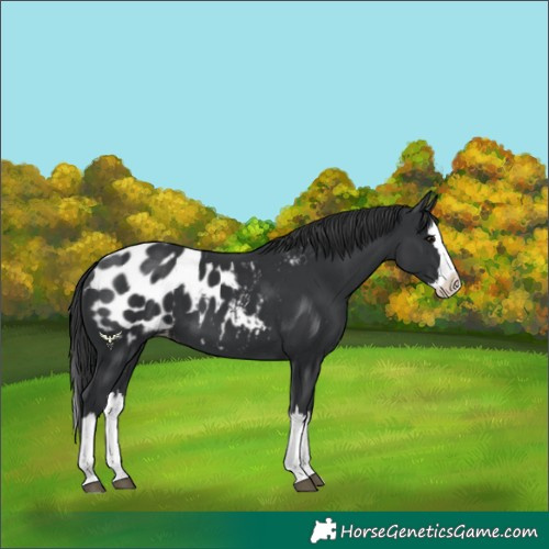 Horse Color:Black Splash Blanket 