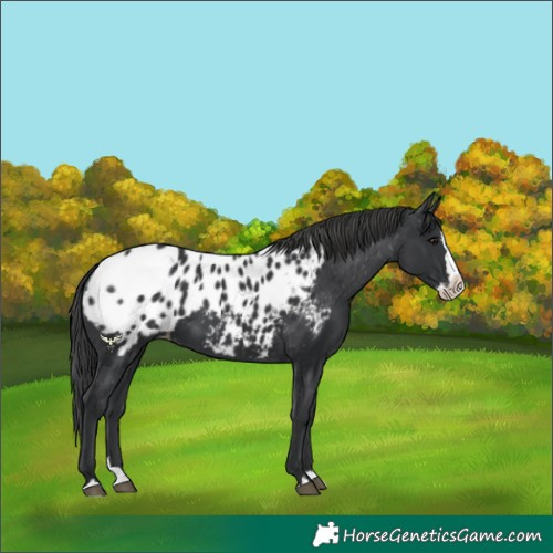 Horse Color:Black Splash Blanket