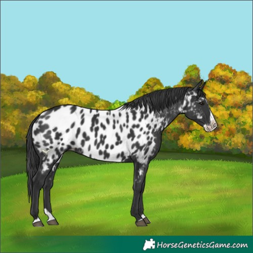 Horse Color:Black Splash Near Leopard