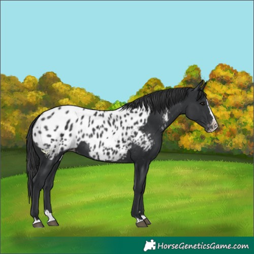 Horse Color:Black Splash Blanket