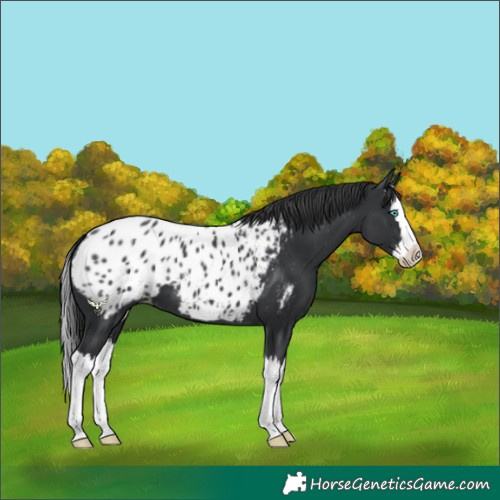 Horse Color:Black Splash Blanket 