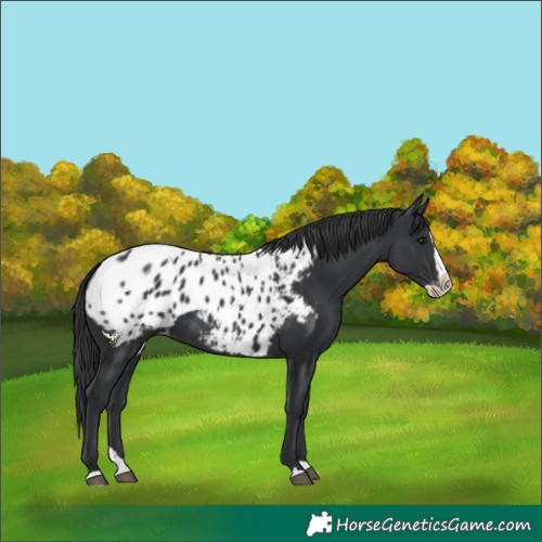 Horse Color:Black Splash Blanket