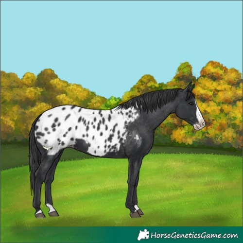 Horse Color:Black Splash Blanket