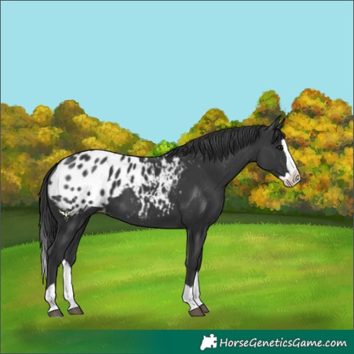 Horse Color:Black Splash Blanket