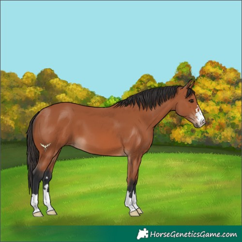Horse Color:Bay 