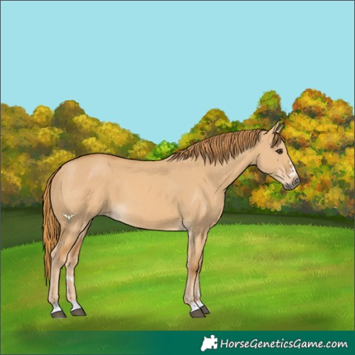 Horse Color:Red Dun 