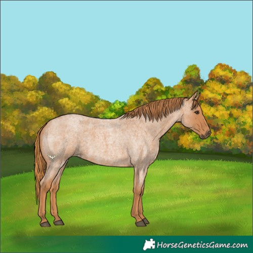 Horse Color:Red Roan 