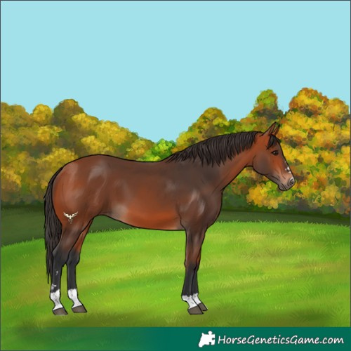 Horse Color:Bay 