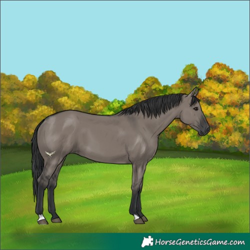 Horse Color:Grullo