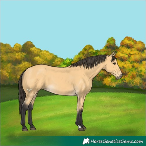 Horse Color:Buckskin 