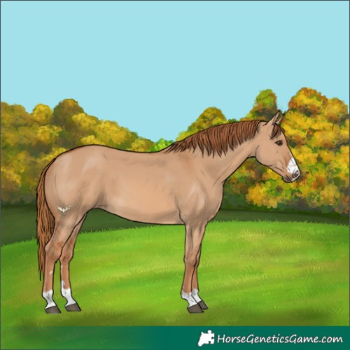 Horse Color:Red Dun 