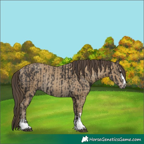 Horse Color:Unknown 