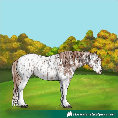 Horse Color:Liver Chestnut Sabino Splash Blanket  and Chestnut Sabino Splash Blanket 