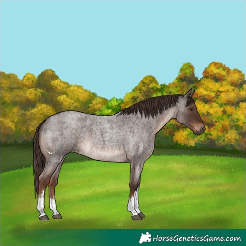 Horse Color:White Spotted Liver Red Roan 
