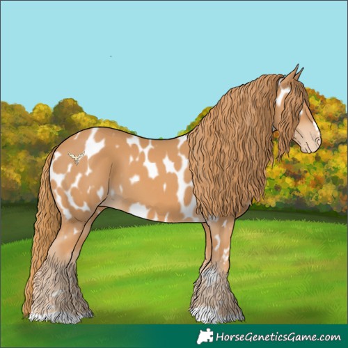 Horse Color:Chestnut Appaloosa 