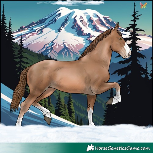 Horse Color:Liver Chestnut Pearl