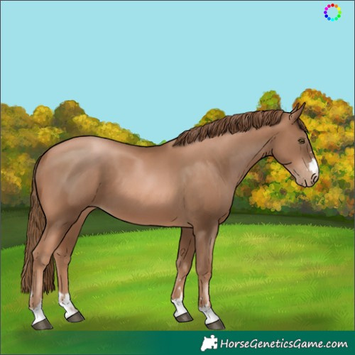 Horse Color:Liver Chestnut Pearl 