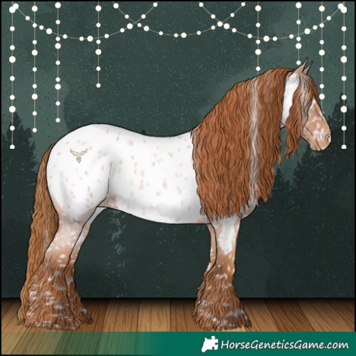 Horse Color:Red Roan Appaloosa 