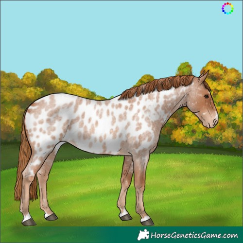 Horse Color:Red Roan Appaloosa