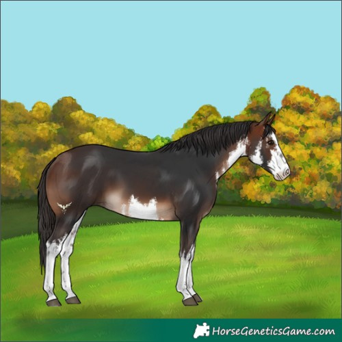 Horse Color:White Spotted Bay 