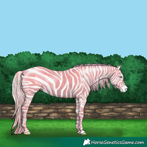 Horse Color:Cremello Appaloosa 
