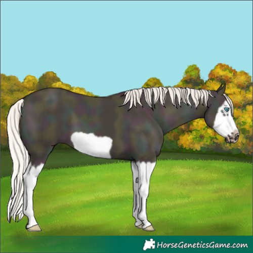 Horse Color:Midnight Silver Classic Champagne Dun Splash Frame 