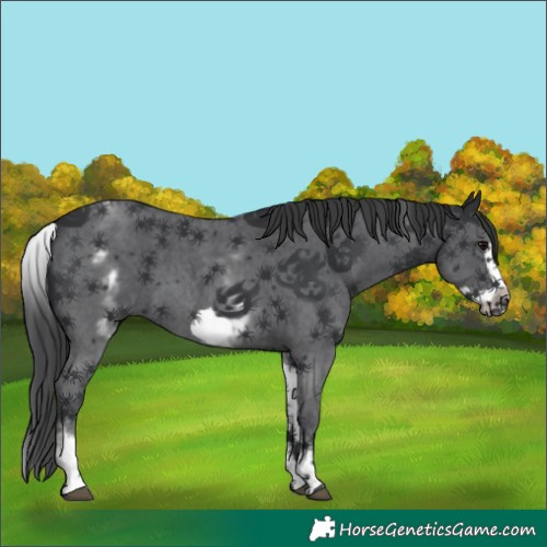 Horse Color:White Spotted Black Sabino Frame 
