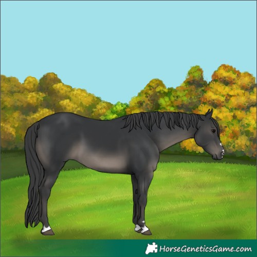 Horse Color:Black 