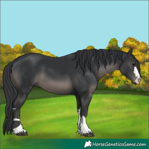 Horse Color:Black 