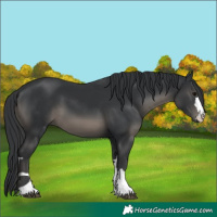 Horse Color:Black 