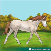Horse Color:Sable Champagne Pearl Dun Sabino Tobiano 