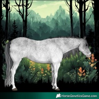 Horse Color:White Spotted Blue Roan 