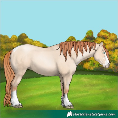 Horse Color:Classic Champagne Pearl Dun Sabino Tobiano 