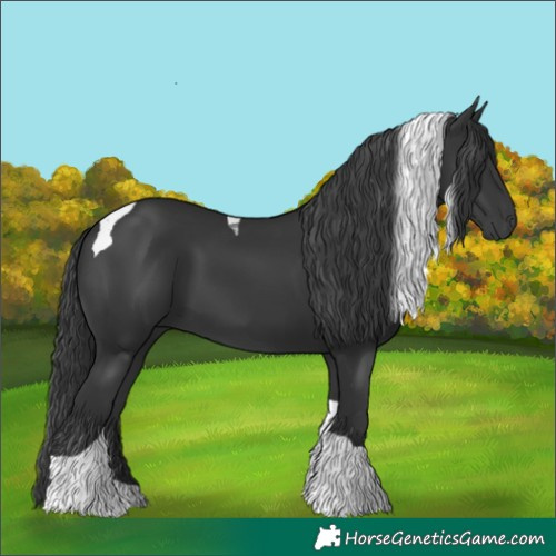 Horse Color:Black Tobiano